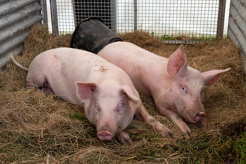 Close up of two young (six months) pigs lying down on straw in the barn of a farm.