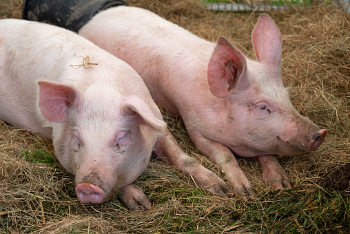 Close up of two young (six months) pigs lying down on straw in the barn of a farm.