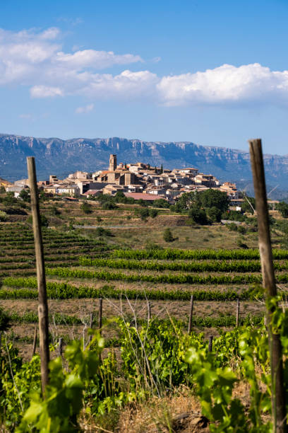 istock Vines in wine region 1400592386