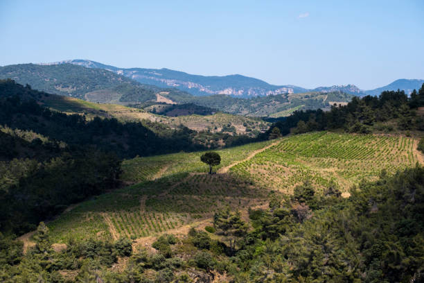 istock Vines in wine region 1400592402