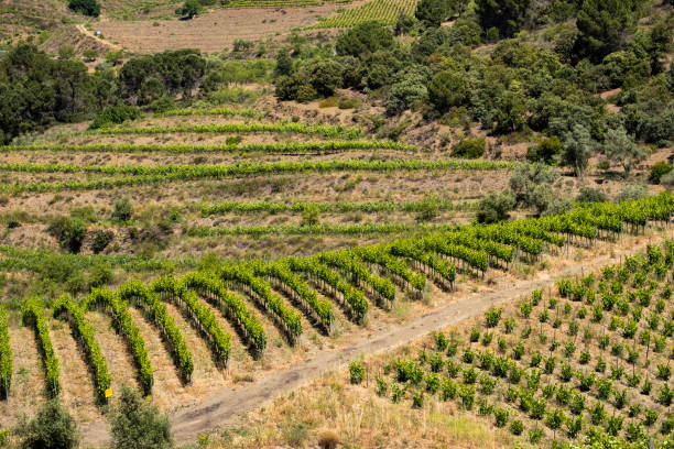 istock Vines in wine region 1400592430