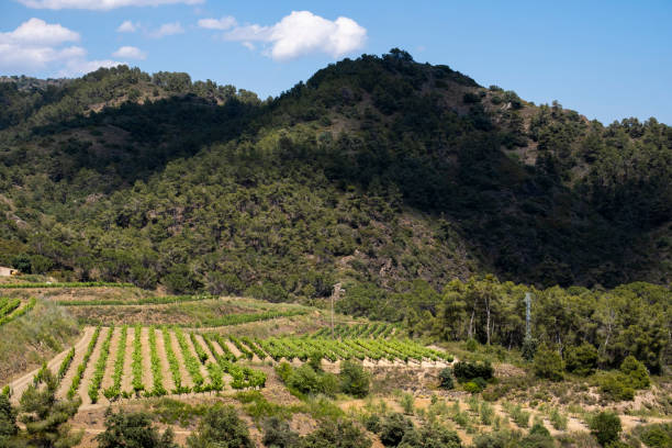 istock Vines in wine region 1400592431