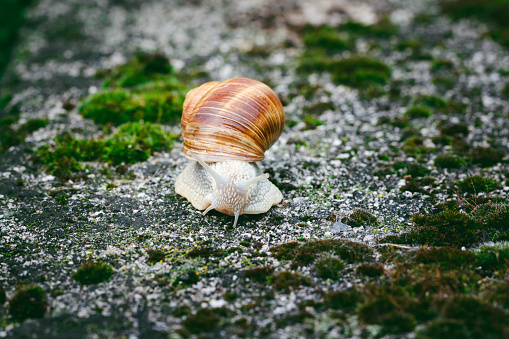 Big Roman snail (Helix pomatia) walking toward over concrete ground covered in moss, close-up, macro shot