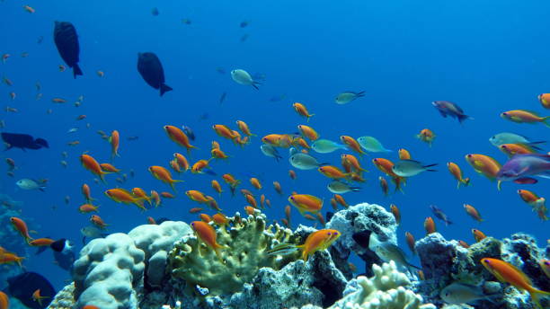 istock Beautiful fish on the Red Sea reef. 1400593201