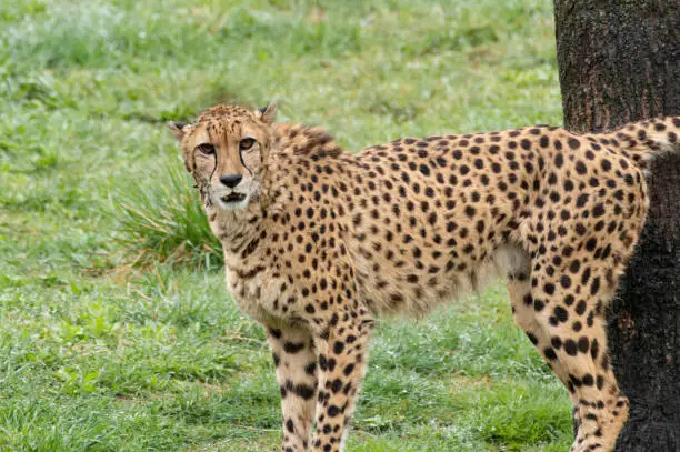 Photo of Cheetah