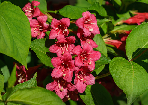 Flowering Weigela Bristol Ruby. Selective focus and close-up of beautiful bright pink weigela flowers against evergreen in ornamental garden. Flower landscape for nature wallpaper.