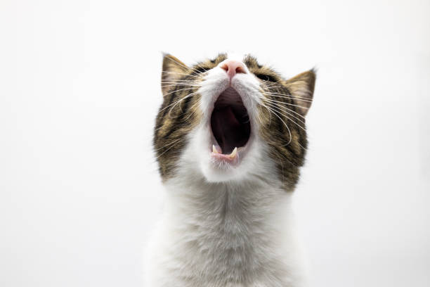 istock Tabby cute cat on white background.Studio shoot,for design or a advertising. Cute yawning cat 1400595283