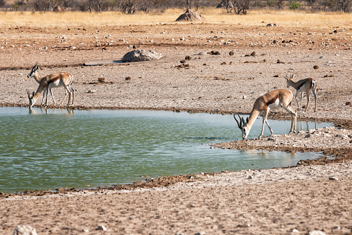Impala antelope drinking at water hole in Etosha national park, Namibia, Africa