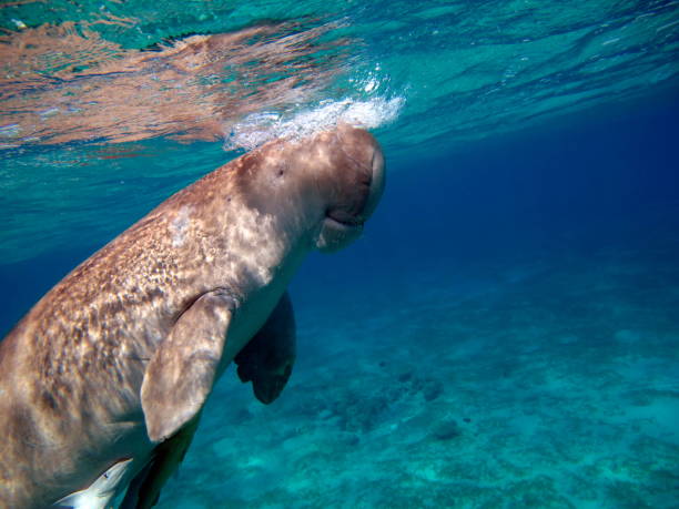 istock Dugongo. Sea Cow. 1400596651