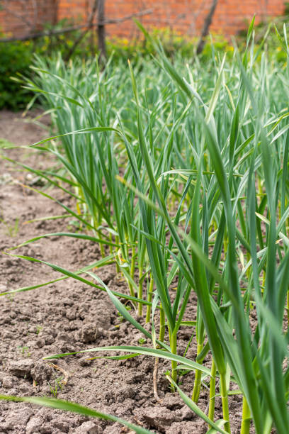 istock Green leaves of young garlic 1400598087