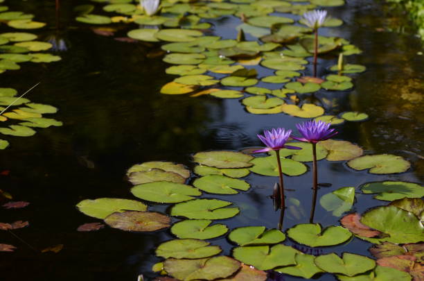istock Water Lily's or Egyptian Lotus 1400598550