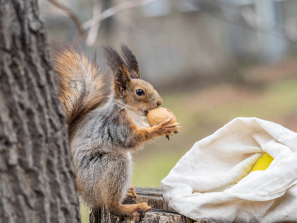 istock A squirrel with a nut sits on a stump in spring or summer. 1400600319