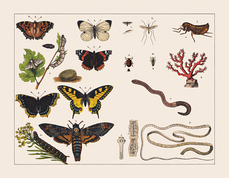 Various invertebrates (insects, worms, corals): a) Caterpillar of the Spurge hawk-moth (Hyles euphorbiae); b) African death's-head hawkmoth (Acherontia atropos); c) Silkworm (Bombyx mori) with pupa, butterfly and cocoon; d) Small tortoiseshell (Aglais urticae); e) Old World swallowtail (Papilio machaon); f) Red admiral (Vanessa atalanta); g) Mourning cloak, or camberwell beauty (Nymphalis antiopa); h) Large white (Pieris brassicae); i) Clothing moth with caterpillar (Tineola bisselliella); k) House mosquito (Culex pipiens); l) Human flea (Pulex irritans); m) Head louse (Pediculus humanus capitis); n) Bedbug (Cimex lectularius); o) Lob worm (Lumbricus terrestris); p) Pork tapeworm (Taenia solium) with head (a) and segments (b); q) Precious coral, or red coral (Corallium rubrum). Chromolithograph, published in 1891.