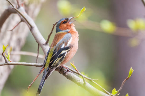 istock Common chaffinch, Fringilla coelebs, sits on a tree. Common chaffinch in wildlife. 1400602011