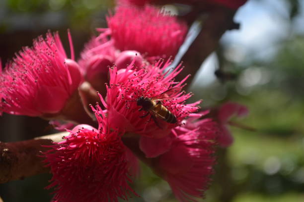 istock Entomophily or insect pollination 1400602210