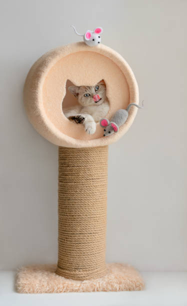 istock Funny scottish cat in the cat tower with two mice 1400602232