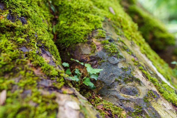 istock root of tree in thicket overgrown with moss 1400602279