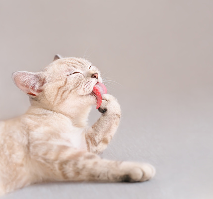 a cat is drinking, good view of his tongue