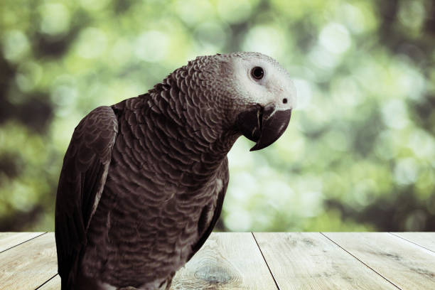 若いアフリカの灰色のオウム - プシタカスエリサカス - コンゴレッドテール - african grey parrot ストックフォトと画像