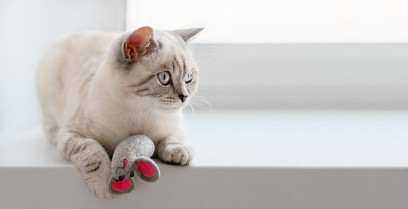 Beige cute scottish cat with funny toy mouse is lying on  the white windowsill