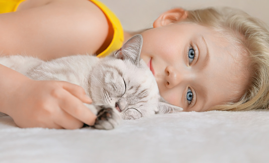Cute little girl with little sleeping scottish beige cat