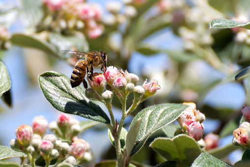 Bee foraging in spring. Organic honey.