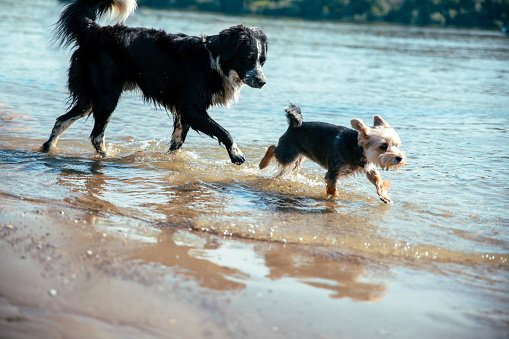 Two different dogs running in shallow water on sand beach