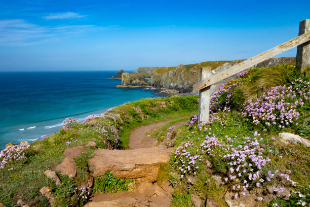 Heather and Spring Flowers on the Cliff Tops