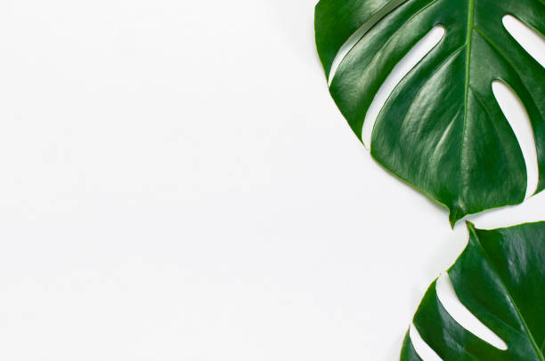 istock Monstera leaves on light gray background. Flat lay, top view, copy space. Summer background, nature. Creative minimal background with tropical leaves. Leaf pattern 1400606785