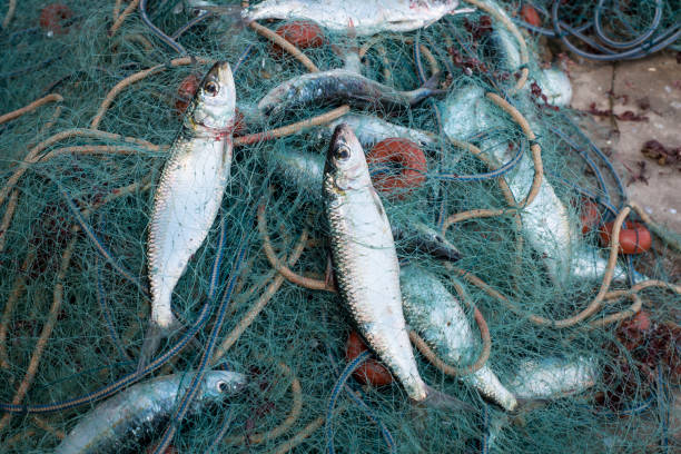 Fish caught in a fishing net
