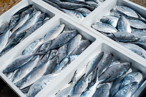 Fresh small sea fish in crates waiting for market delivery. It is on Croatia coast on Mediterranean, Europe.
