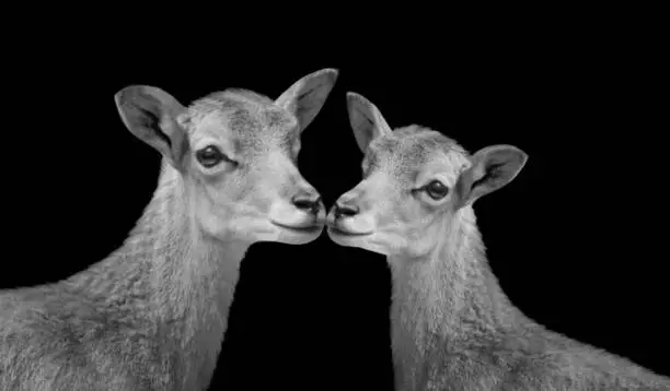 Two Baby Mountain Ibex Face On The Black Background