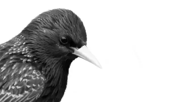 Photo of Cute Little Starling Bird On White Background