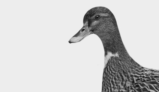 duck happy face sullo sfondo bianco - webb foto e immagini stock