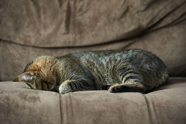 Cat sleeps funny on the couch at home.