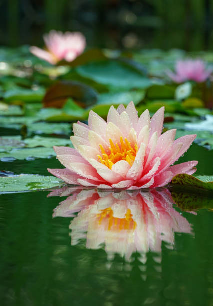 grand nénuphar rose vif incroyable, fleur de lotus perry’s orange sunset dans l’étang du jardin. gros plan de nymphaea avec des gouttes d’eau réfléchies dans l’eau. paysage fleuri pour papier peint nature - pond water lily water drop photos et images de collection