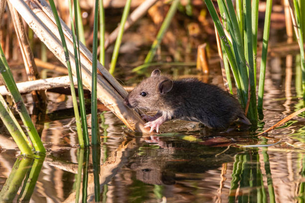 istock brown rat on the shore of a pond 1400608636