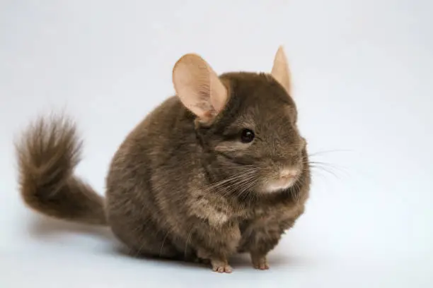 cute fluffy brown chinchilla on a white background, pet rodent animal