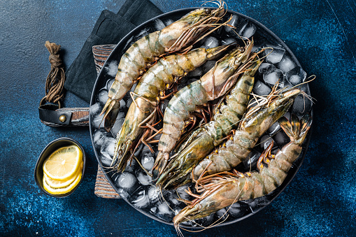Giant Black tiger prawns shrimps on a plate with ice. Raw Seafood. Blue background. Top view.