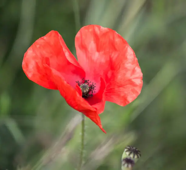 A close up picture of a poppy flower in bloom