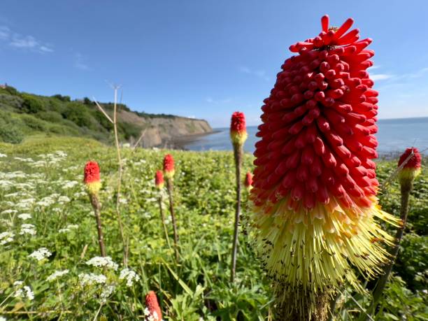 istock Red Hot Poker Flower 5 1400609330