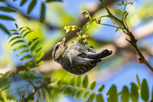 istock Juvenile Eurasian Blue Tit perched on a tree branch 1400609525