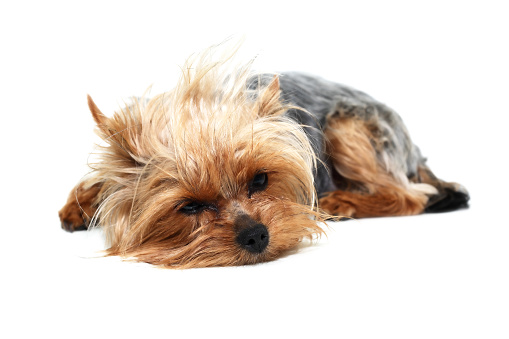 Alone funny puppy yorkshire terrier on white background