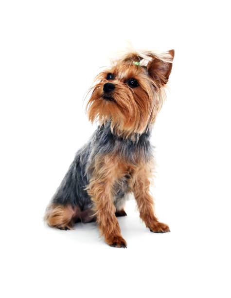 istock Funny Small Puppy On White 1400609530