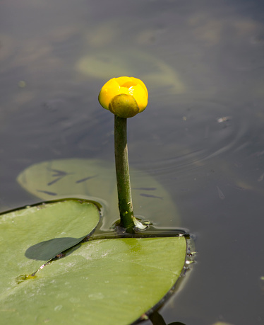 A close up picture of a yellow water lily. You see some of the water and a few leafs. Also there are baby fish swimming under the surface of the water.
