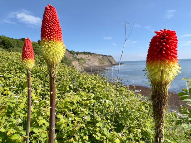 istock Red Hot Poker Flower 6 1400610160