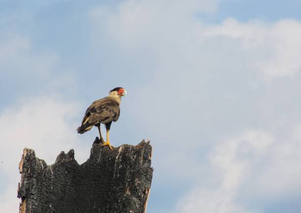 Crested caracara (carcará in Portuguese), a bird of prey commonly found in the north and the northeast region of Brazil, sitting on top of a burnt tree trunk. Photo taken in the Amazon region, state of Rondônia.