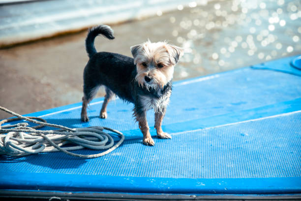Small breed  Dog sailing on the sunny day