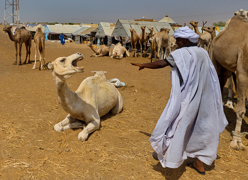 Nouakchott. Mauritania. October 07, 2021. A Moorish man in national clothes is trying to calm a camel he bought at the famous camel market in the capital.