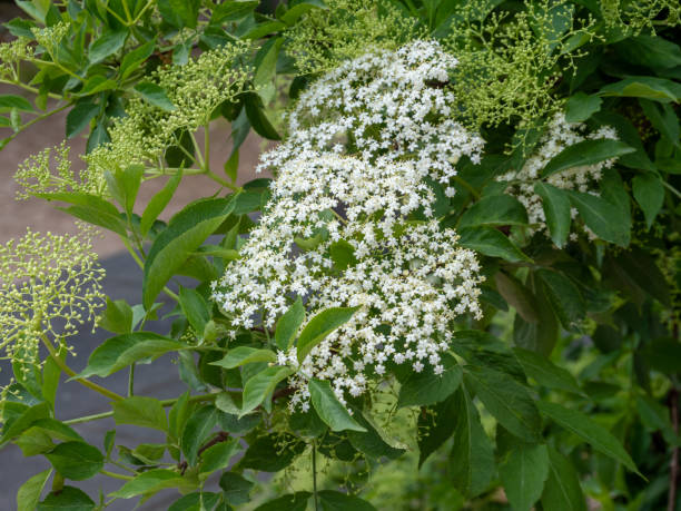 istock Elderflower in spring in the garden 1400610882